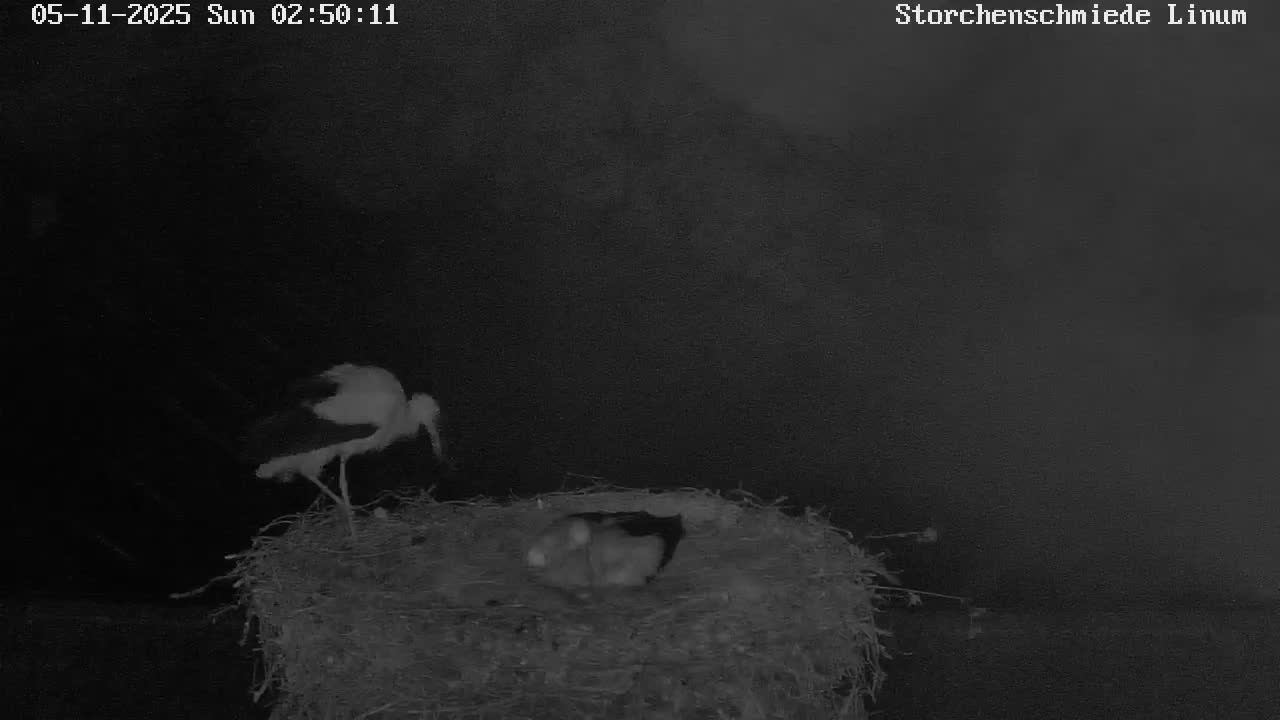 Now live: Storchenschmiede Linum