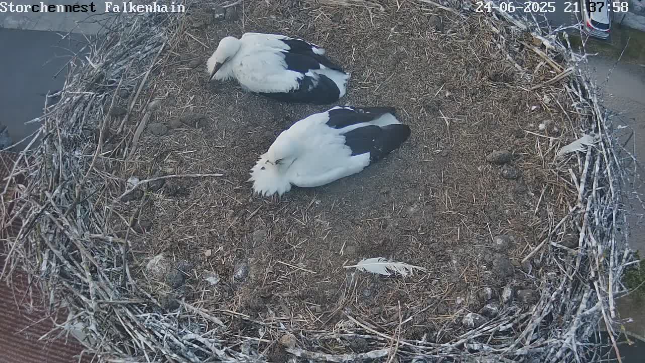 Now live: Storch Falkenhain
Storchennest Falkenhain auf Schornstein
