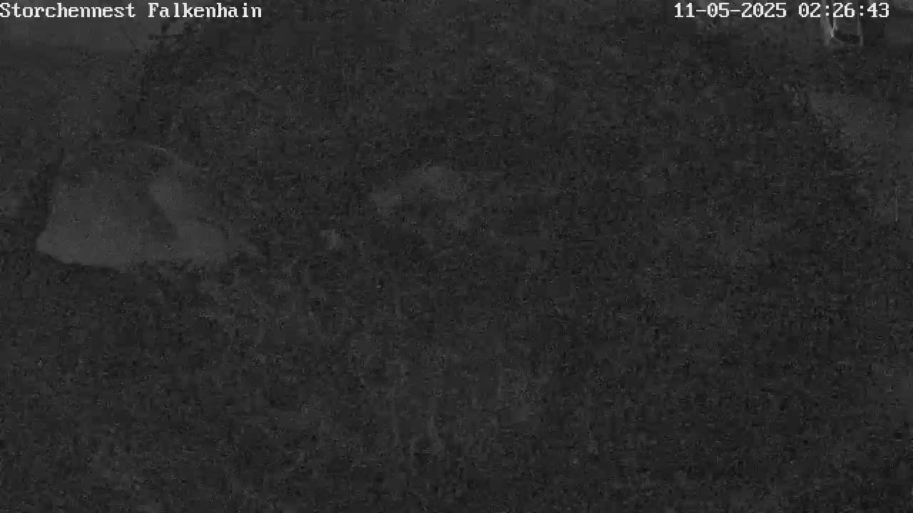 Now live: Stork FalkenhainStork nest Falkenhain on chimney
