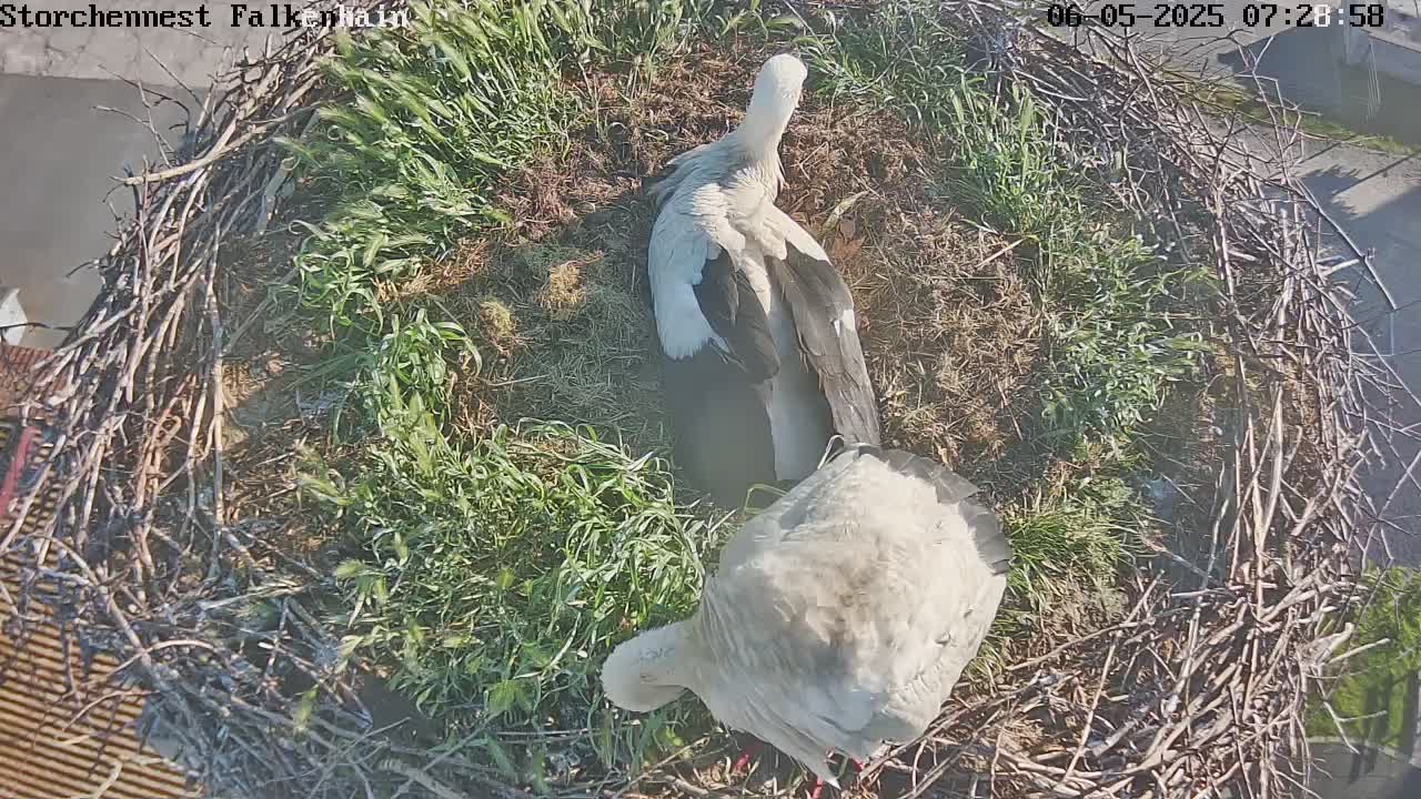 Now live: Stork FalkenhainStork nest Falkenhain on chimney