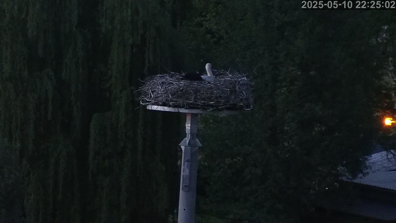 Now live: Storch Grossbardau
Storchennest Großbardau in der KITA