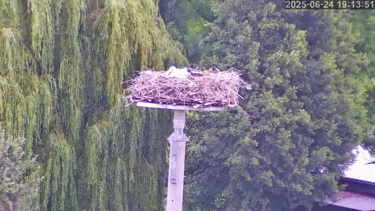 Now live: Storch Grossbardau
Storchennest Großbardau in der KITA