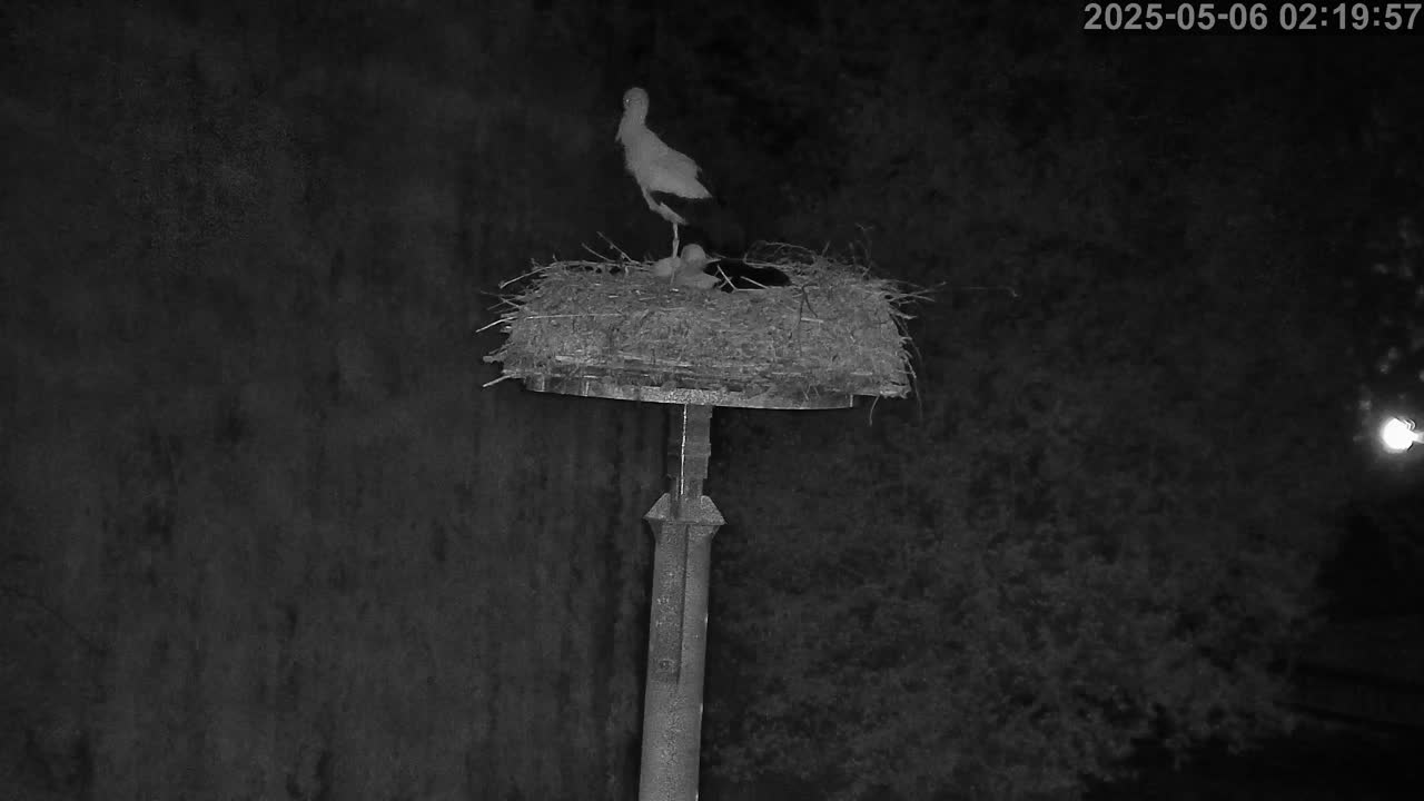 Now live: Storch Grossbardau
Storchennest Großbardau in der KITA